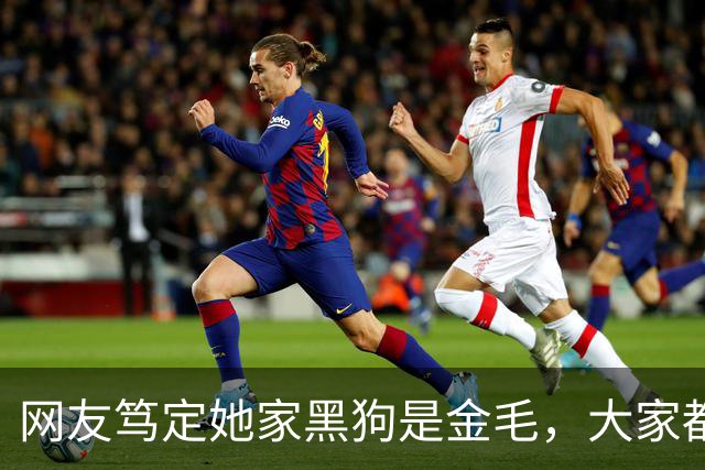 网友笃定她家黑狗是金毛，大家都不信，直到她晒出这张照片……没毛病，是金毛！
